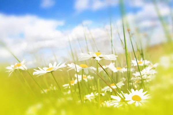 Beautifufl Frühling Wiese Hintergrund — Stockfoto