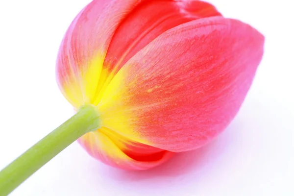 Rote Tulpe aus nächster Nähe — Stockfoto