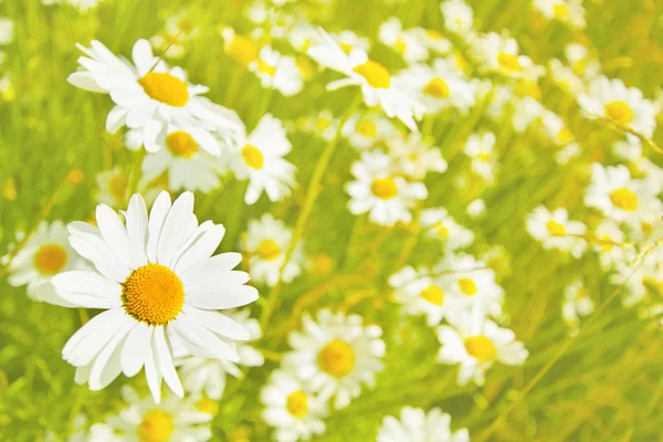 Schöne Wiese mit weißen Gänseblümchen — Stockfoto