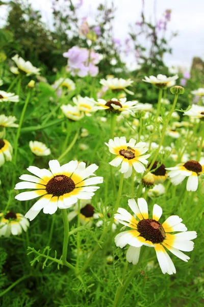 Beyaz ve kahverengi bahçe çiçekleri — Stok fotoğraf