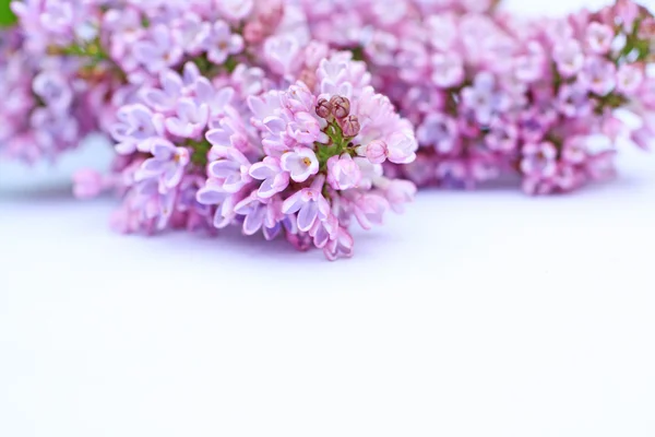 Beautiful lilac background — Stock Photo, Image