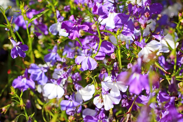 Hermosa lobelia de tres colores — Foto de Stock