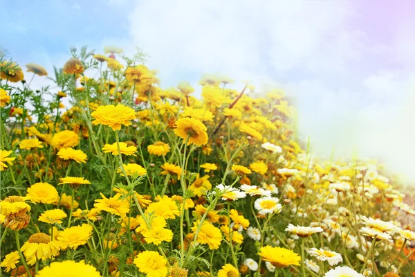 Belles fleurs de sumemr jaune — Photo