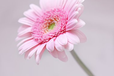 güzel, sanatsal gerbera çiçek