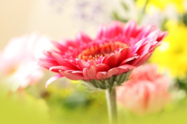 güzel, sanatsal gerbera çiçek