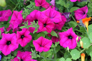 güzel Petunya çiçek