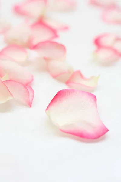 Gyönyörű, rózsaszín és krém rózsaszirom — Stock Fotó