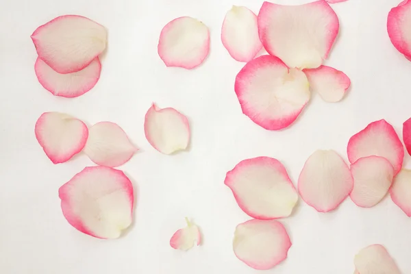 Bonito, rosa e pétalas de rosa creme — Fotografia de Stock