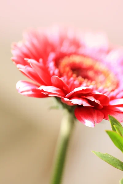 Bela flor de gerbera artística — Fotografia de Stock
