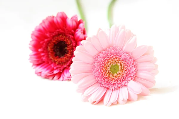 아름 다운, 예술적 gerbera 꽃 — 스톡 사진