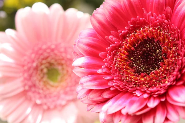 Vackra, konstnärliga gerbera blomma — Stockfoto