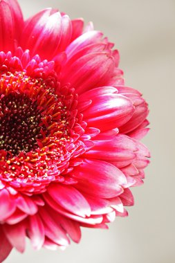 pembe gerber yakın çekim