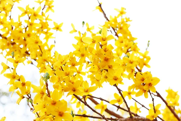 Свежий форсайт цветет в саду — стоковое фото