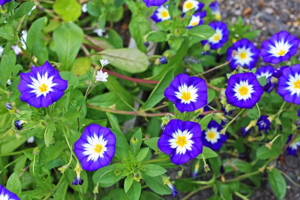 Convolvulus flor tricolor — Fotografia de Stock
