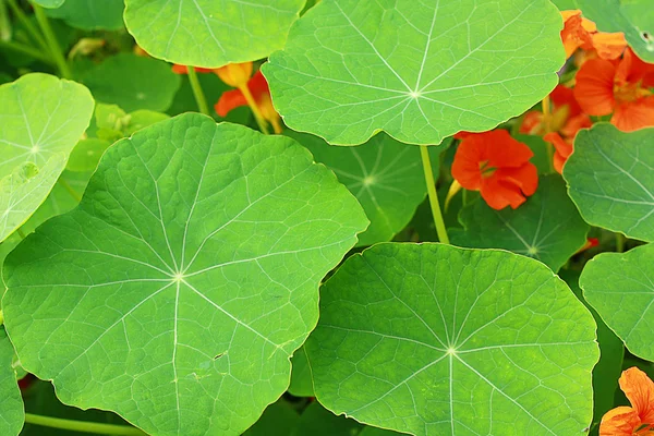 Blühende Kapuzinerkresse im Garten — Stockfoto