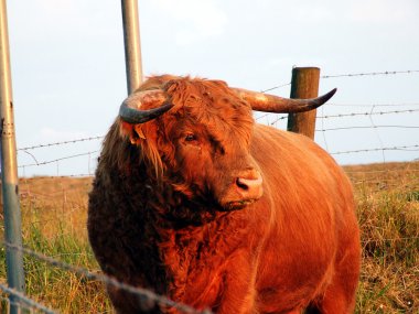 Güneşin ışığında İskoç boğa