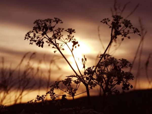 野の花と夕日 — ストック写真