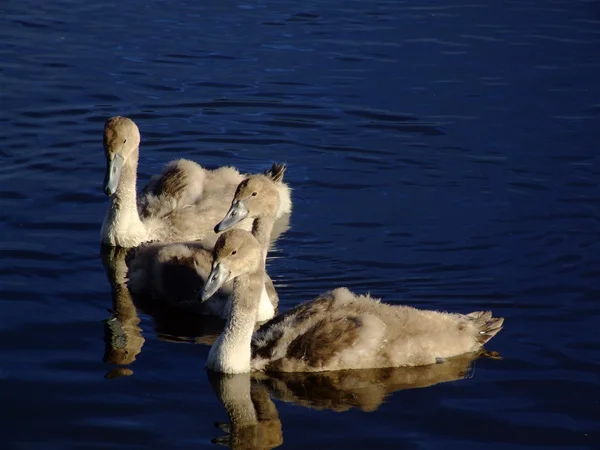 Cisnes jóvenes de cerca — Foto de Stock