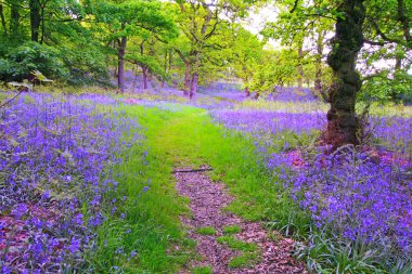 güzel bluebells orman