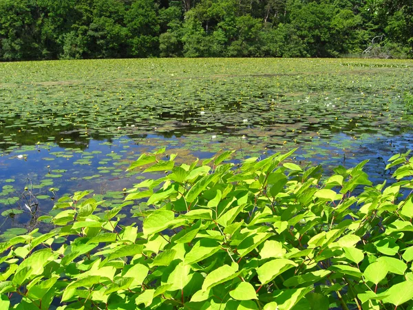 Beautiful summer pond — Stock Photo, Image