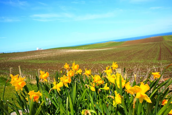 Hermosa primavera y narcisos — Foto de Stock