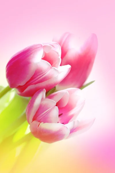 Lovely pink tulips — Stock Photo, Image