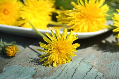 karahindiba taze çiçekler