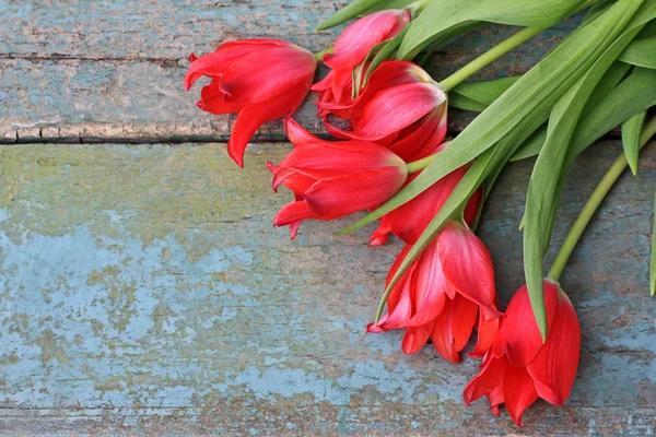 Červené tulipány — Stock fotografie