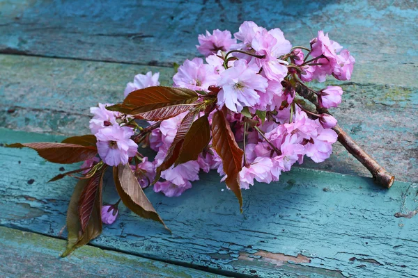 Japonês cereja flor belo fundo — Fotografia de Stock