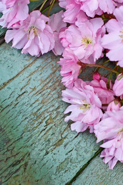 Japońskiej wiśni kwiat piękny tło — Zdjęcie stockowe