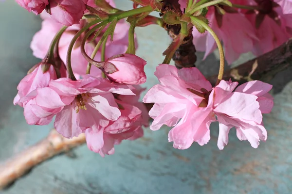 Japanese cherry blossom beautiful background — Stock Photo, Image