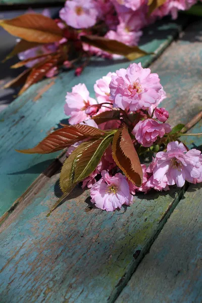 Flor de cerezo japonés hermoso fondo — Foto de Stock