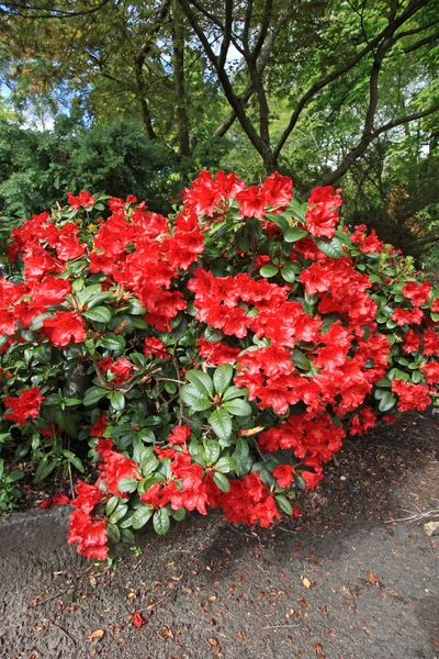 Beautiful spring garden — Stock Photo, Image