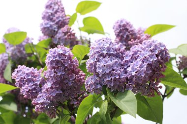 güzel, yumuşak leylak çiçeği