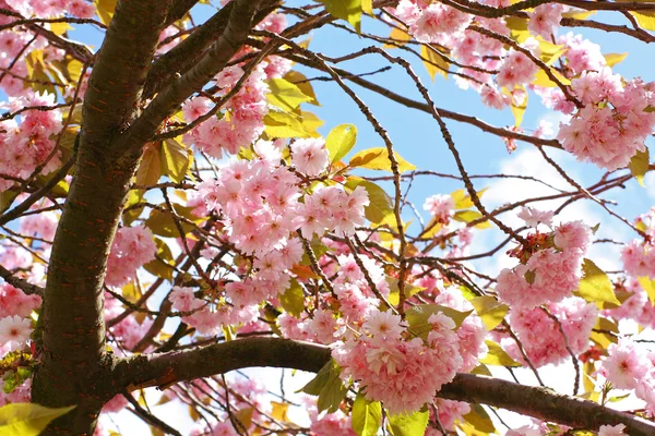 Roze Japanse kersenboom bloesem — Stockfoto