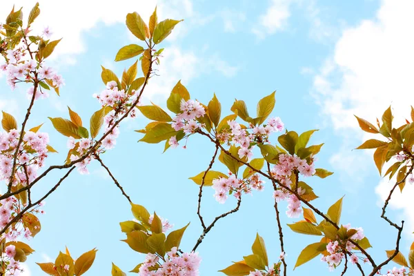 Pembe Japon kiraz ağacı çiçeği — Stok fotoğraf