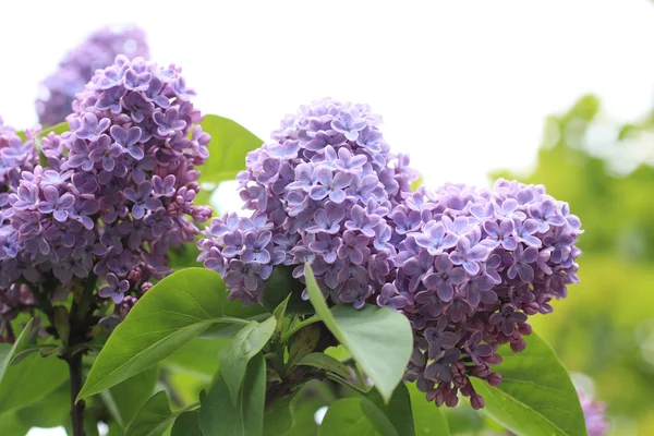 Vackra, mjuka lila blomma — Stockfoto