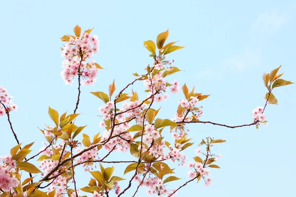 Růžová japonská třešeň květ — Stock fotografie