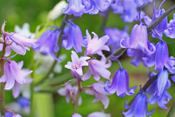 Prado de campanas azules — Foto de Stock