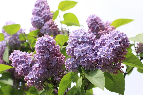 Bello, morbido fiore di lilla — Foto Stock