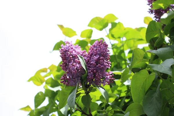 Bello, morbido fiore di lilla — Foto Stock