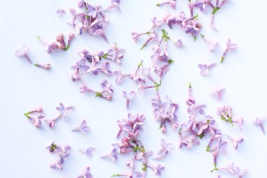 Bahar Eflatun arka plan, close up