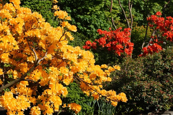 Lindas flores de rododendros no parque — Fotografia de Stock