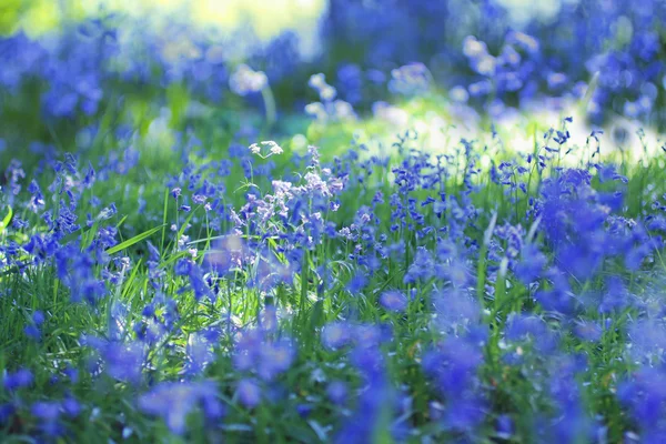 Όμορφη bluebells κοντινό πλάνο — Φωτογραφία Αρχείου