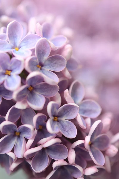 Springtime lilac background, close up — Stock Photo, Image
