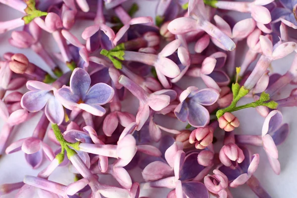 Springtime lilac background, close up — Stock Photo, Image