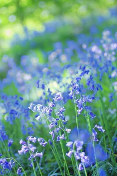 Beautiful bluebells close up — Stock Photo, Image