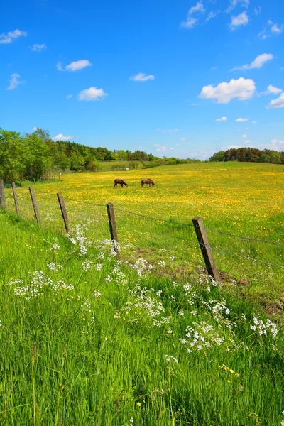 Campos de primavera com cavalos — Fotografia de Stock