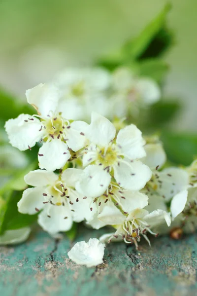 Beautiful spring white flowers — Stock Photo, Image