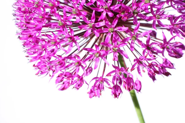 Beautiful blooming allium close up — Stock Photo, Image